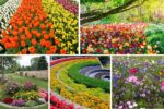 5 Mixed-Color Flower Bed Ideas for a Rainbow Effect