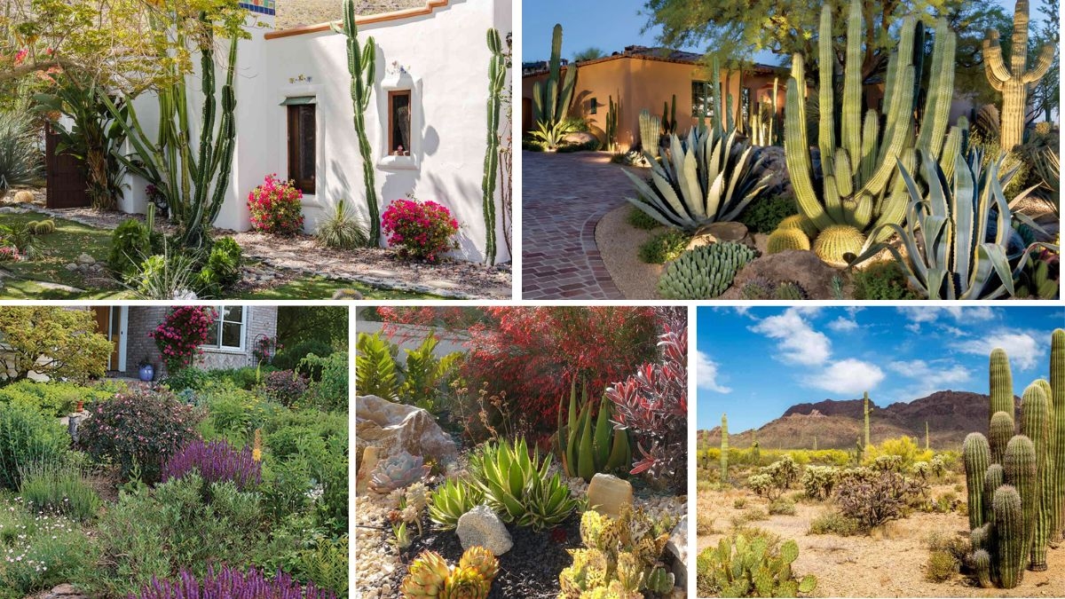 5 Gorgeous Desert-Inspired Flower Beds with Drought-Tolerant Plants