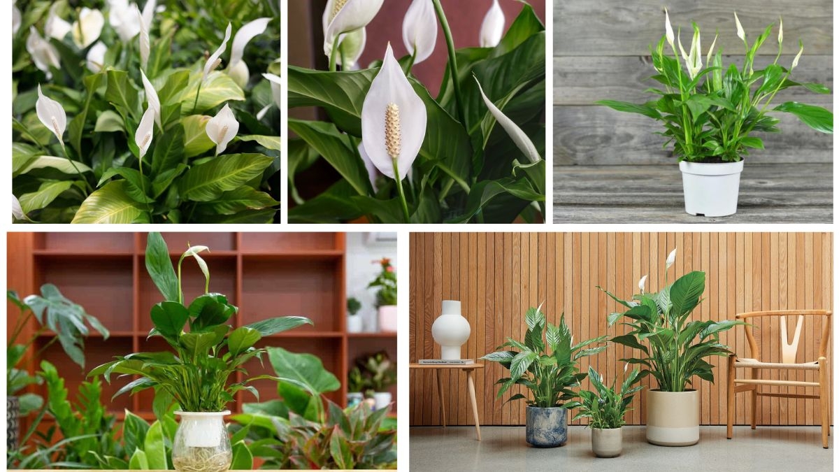 Indoor Peace Lily Care Guide for Beginners
