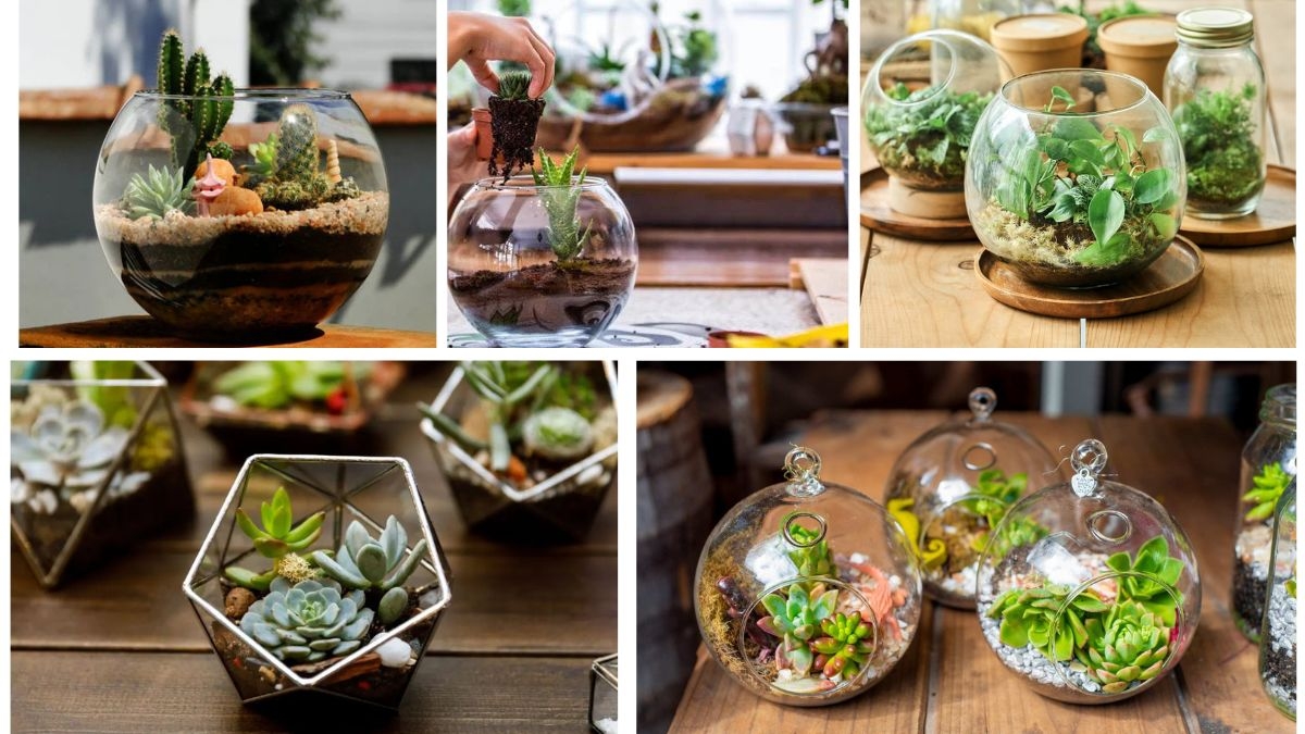 5 Low-Maintenance Terrarium Plants That Brighten Any Space