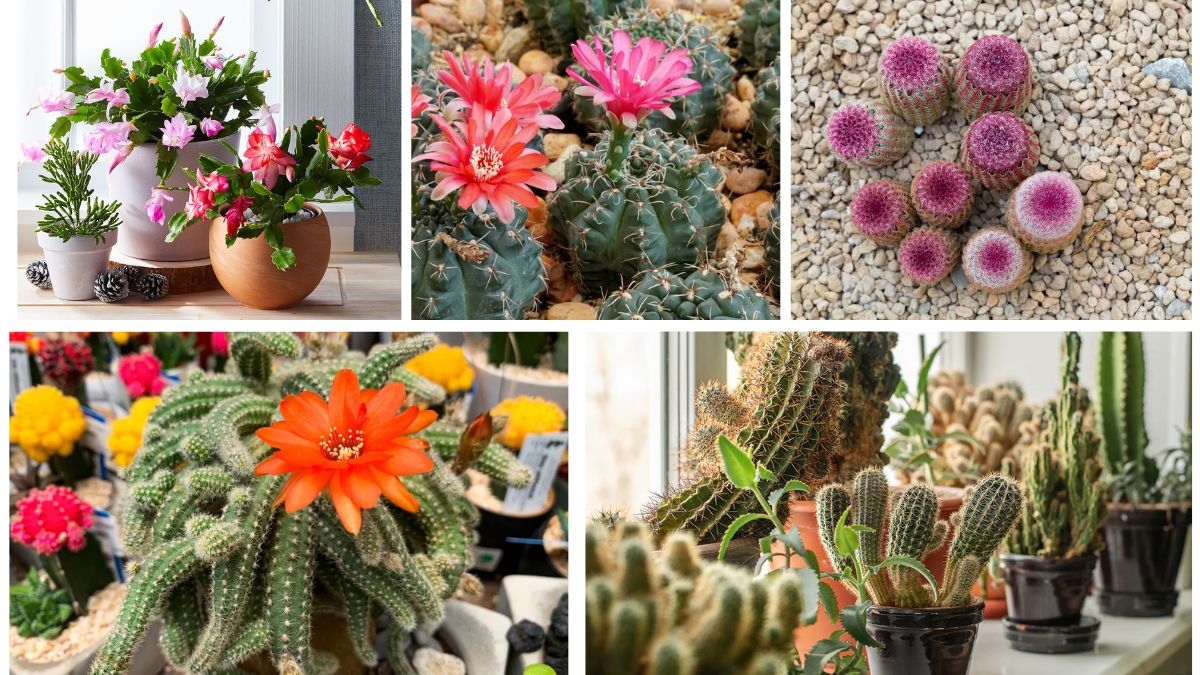 5 Indoor Flowering Cacti to Add Bright Blooms Indoors