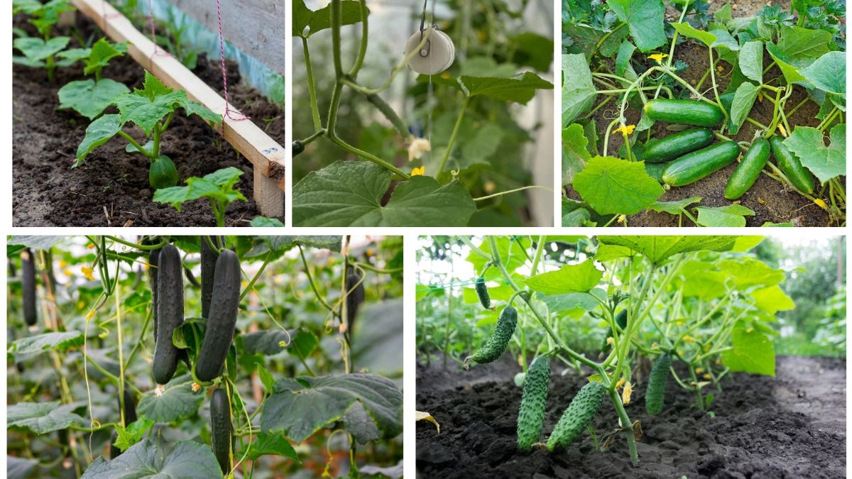 Proper Spacing for Cucumbers for Maximum Growth