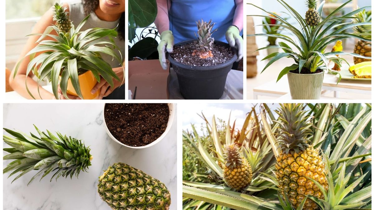 How to Grow Pineapple Plants Indoors Successfully