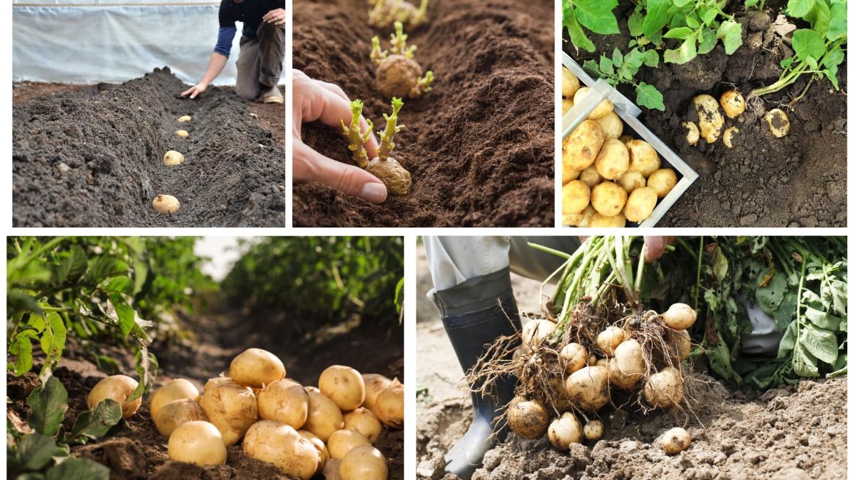 How to Plant Potatoes for a Large and Tasty Harvest