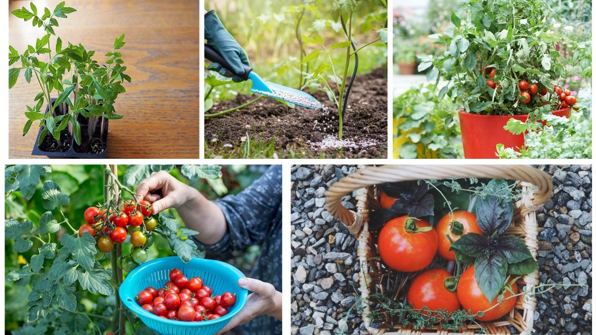 How to Grow Tomatoes from Seedlings Successfully