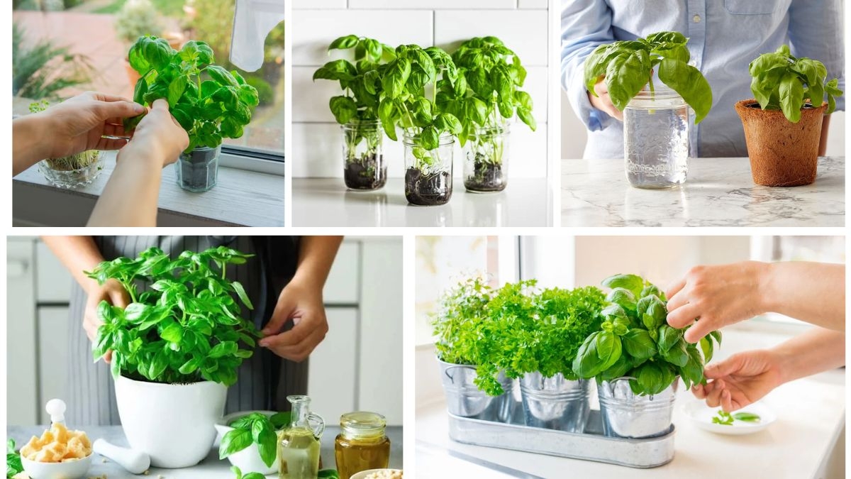 How to Grow Basil Indoors for Fresh Cooking Herbs