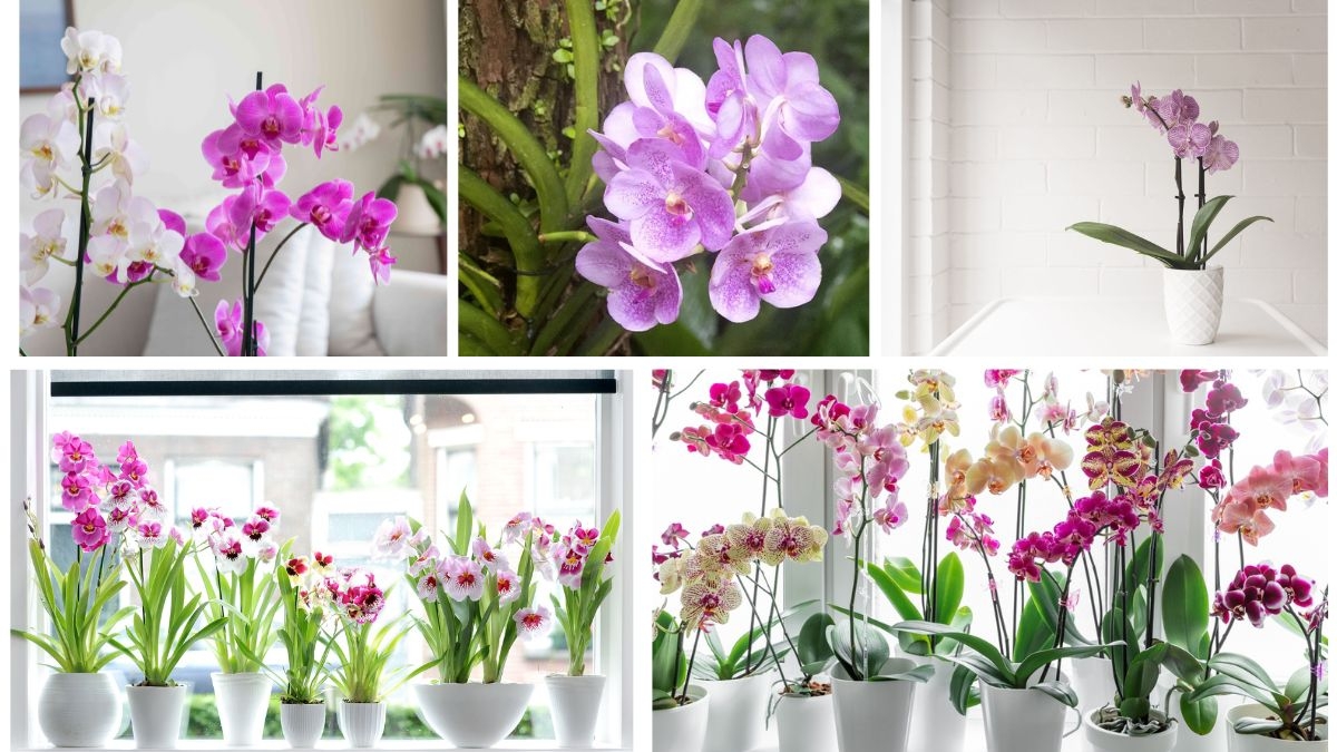 How to Plant Orchids for Vibrant Long-Lasting Blooms