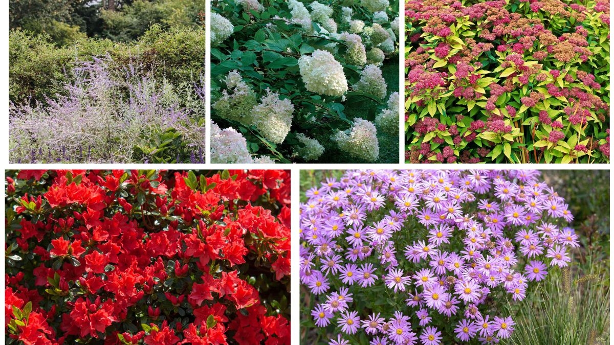 5 Native Shrubs That Love Dry Soil and Bloom Brightly