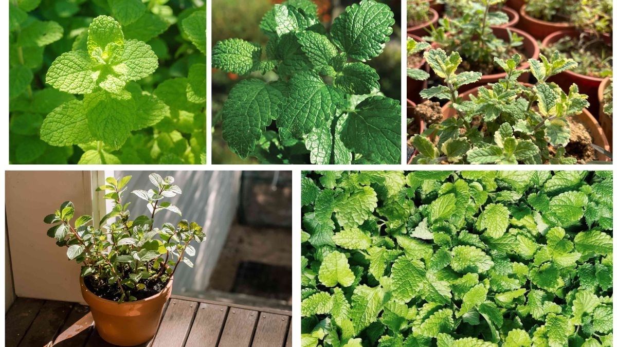 5 Mint Plant Varieties to Grow Easily Indoors