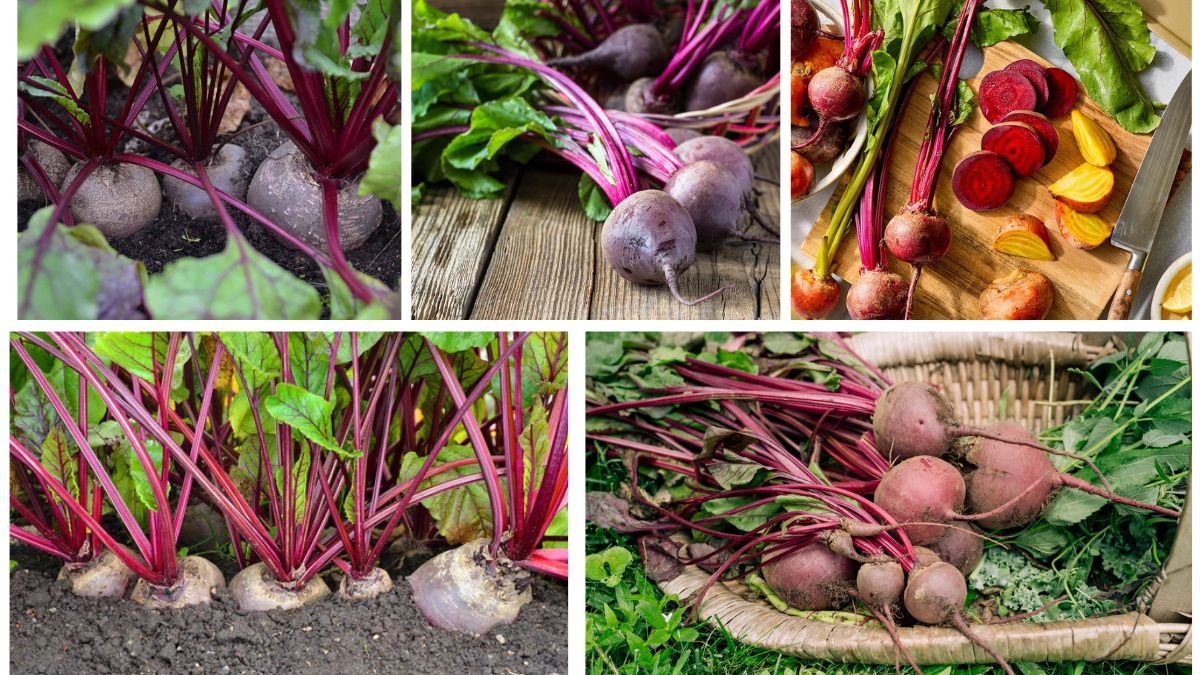 Growing Beets at Home for Nutritious Harvests