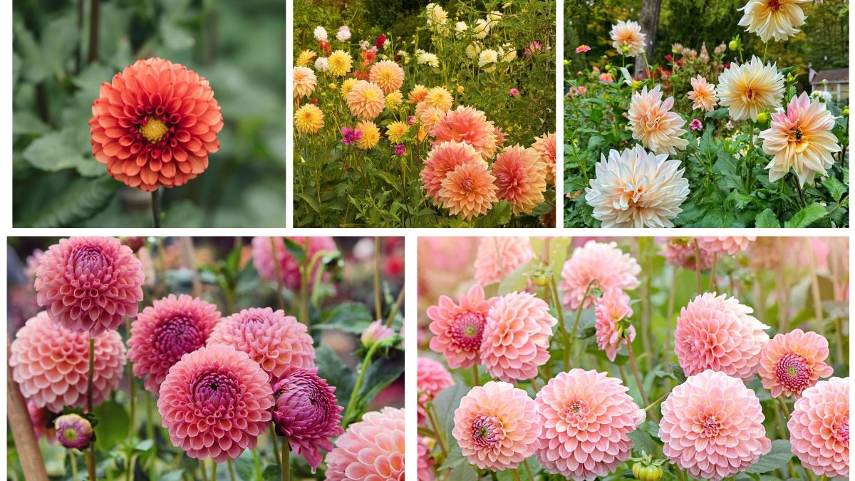 How to Grow Dahlia Tubers for Showy Garden Flowers