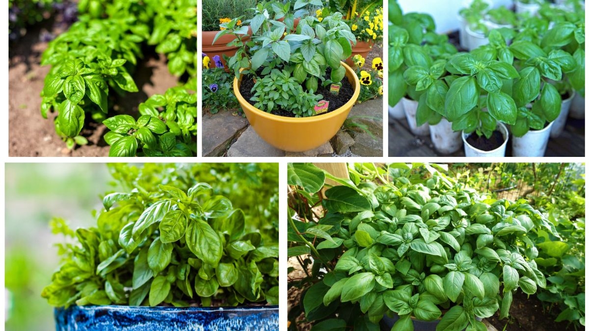 Step-by-Step Guide to Growing Basil Plants at Home