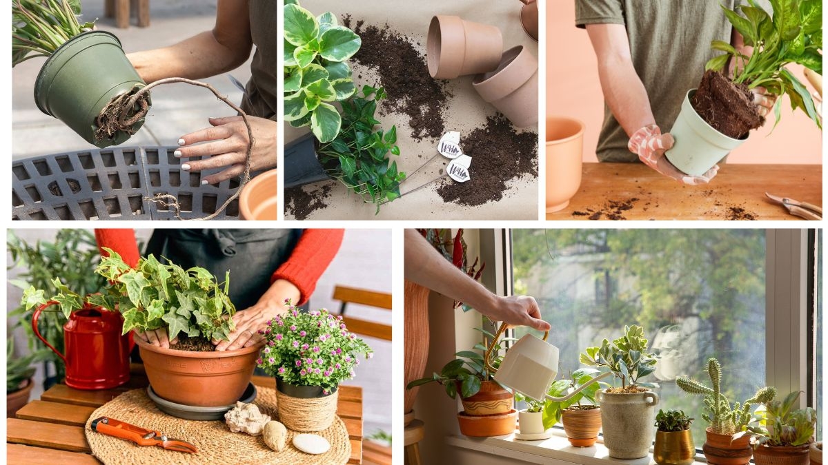How to Repot Indoor Plants the Right Way