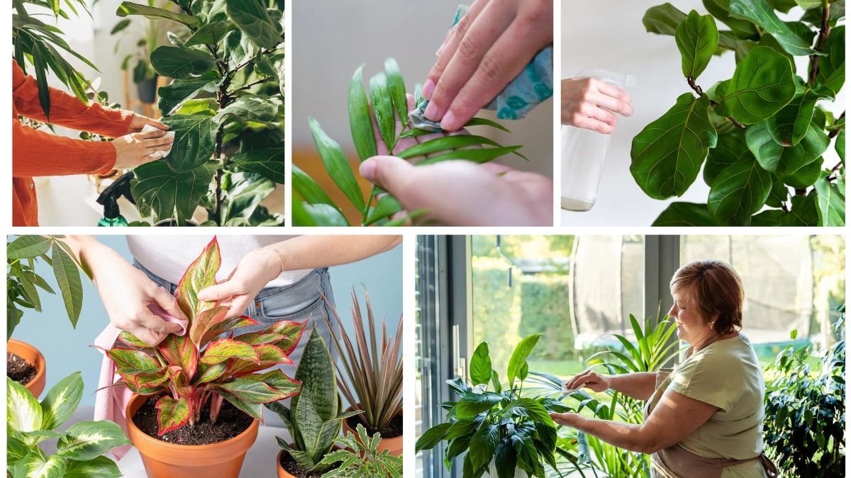 How to Clean Plant Leaves for Healthier Growth