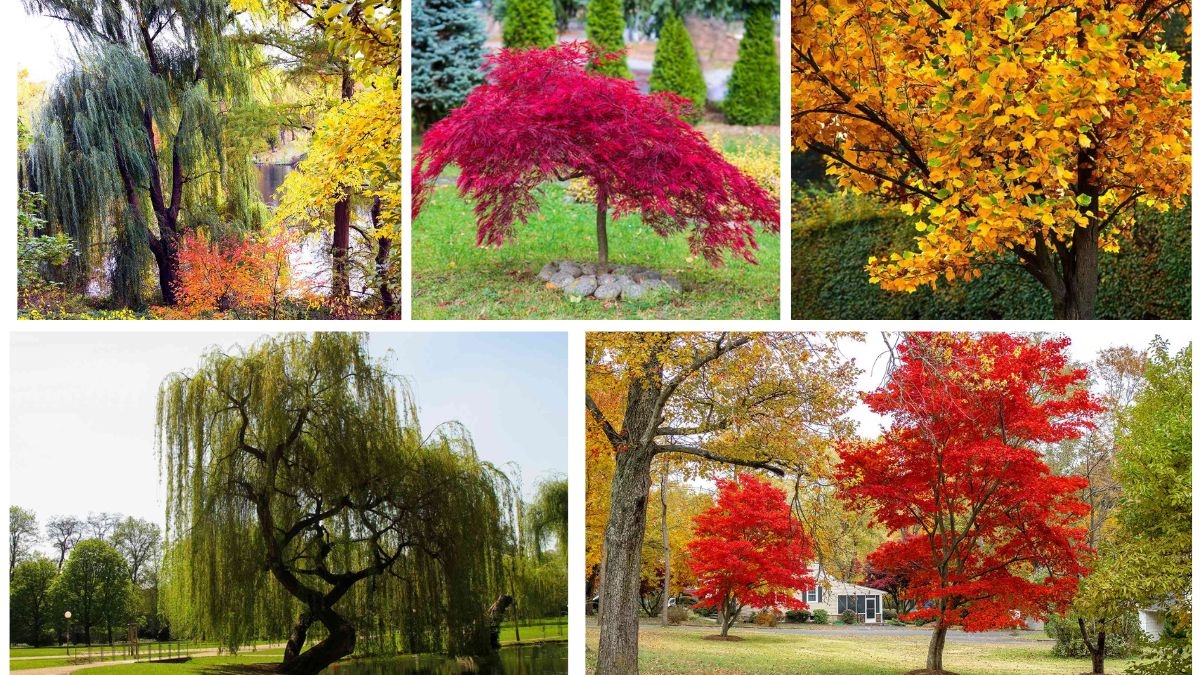 5 Shade Trees That Grow Quickly and Cool Your Yard