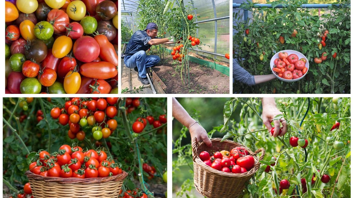 How to Plant Tomatoes and Boost Your Summer Harvest