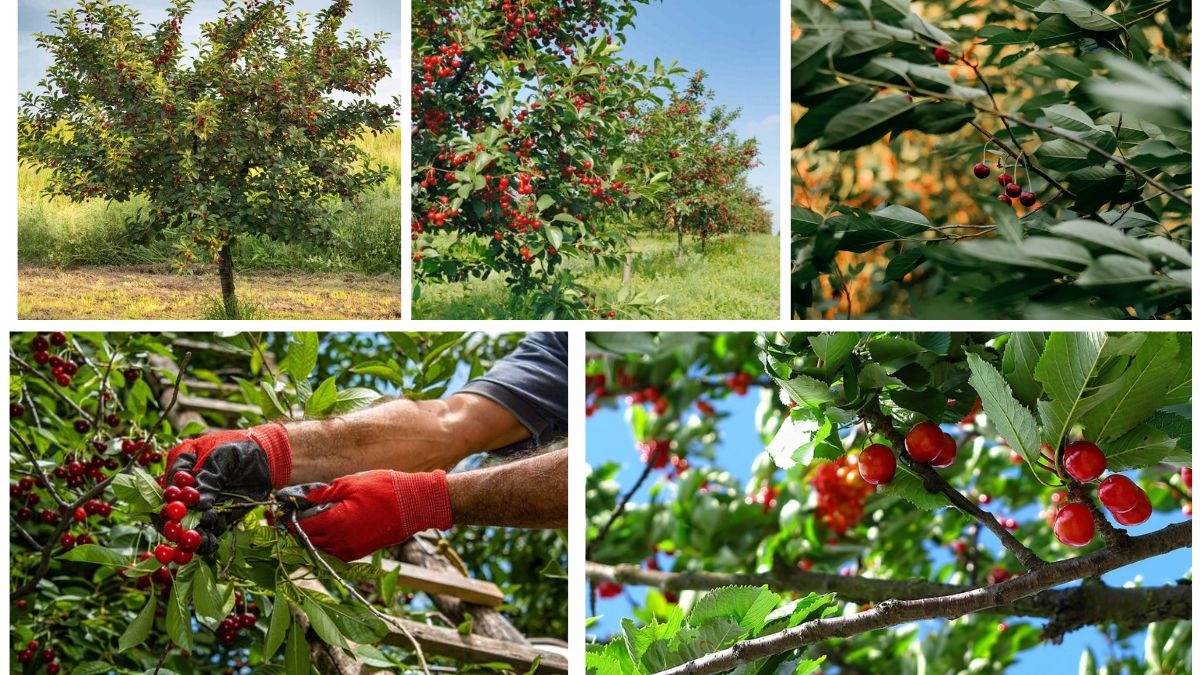 Growing Cherry Trees from Pits Made Simple