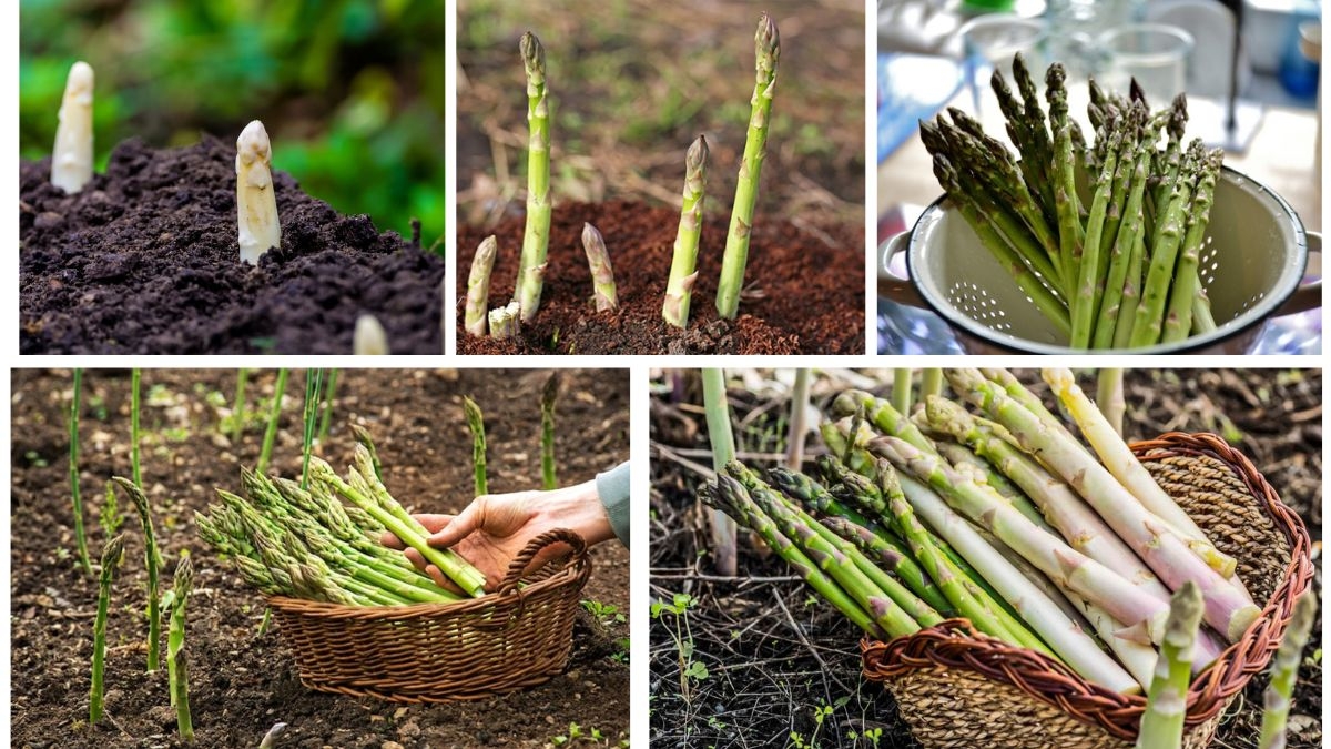 How to Grow Asparagus Plants for Delicious Meals