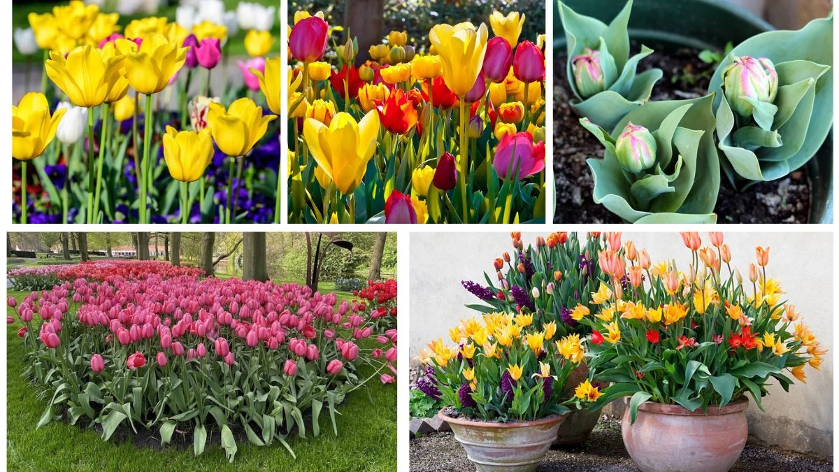 Step-by-Step Guide to Planting Tulip Bulbs in Spring