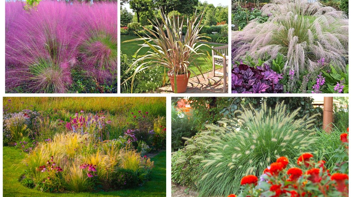 5 Ornamental Grasses with Winter Beauty and Texture