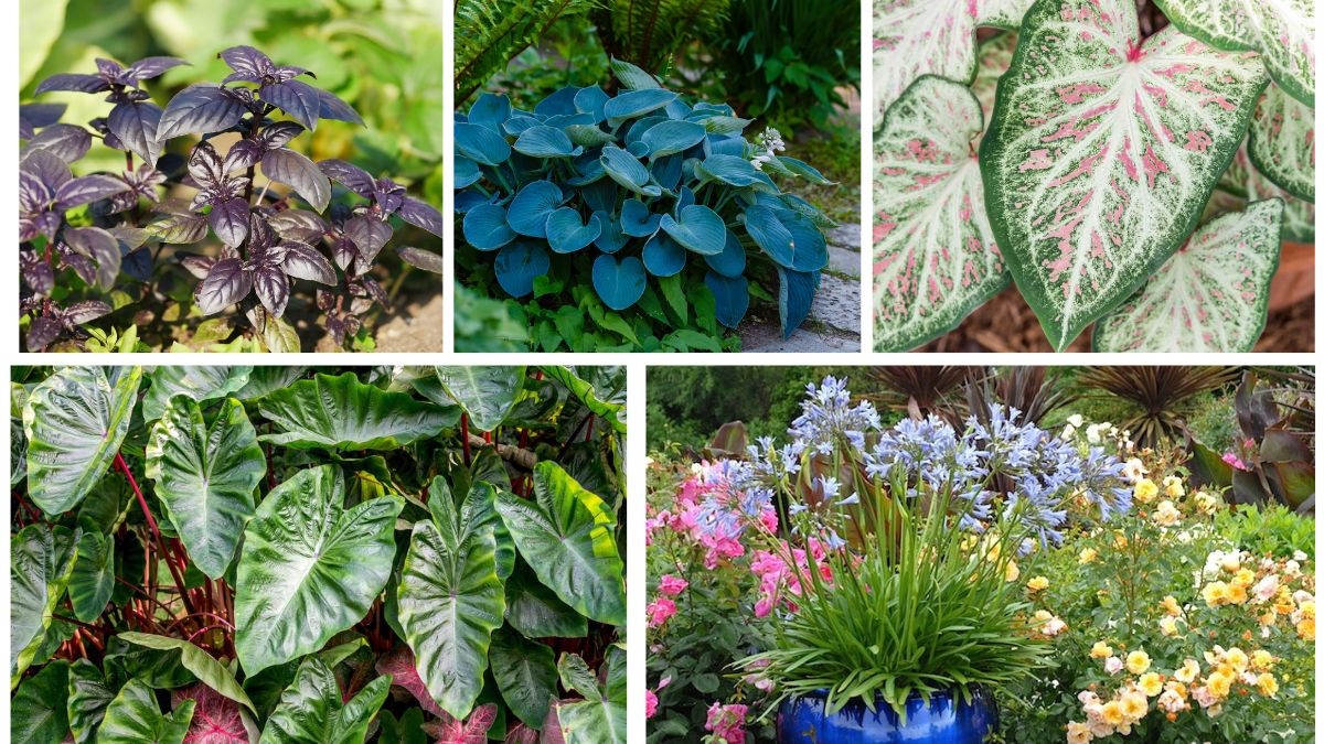 5 Plants with Textured Leaves to Add Drama to Gardens