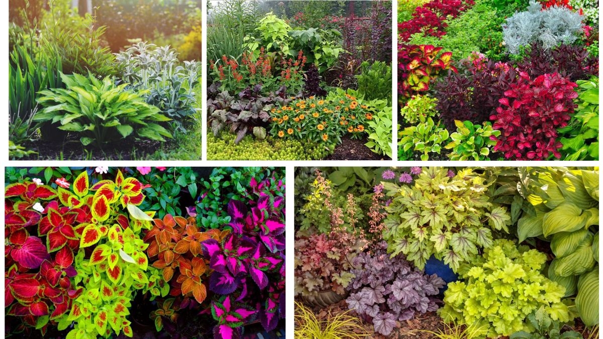 5 Color-Changing Foliage Plants That Brighten Landscapes