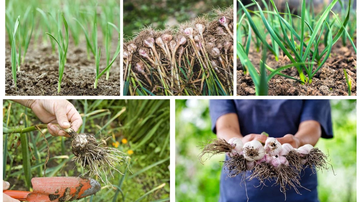 Garlic Planting Guide for Maximum Yields