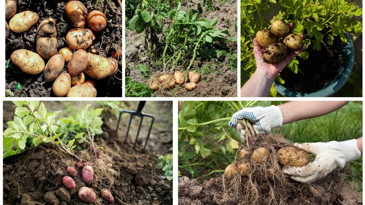 How to Plant and Care for Potatoes for Big Harvests