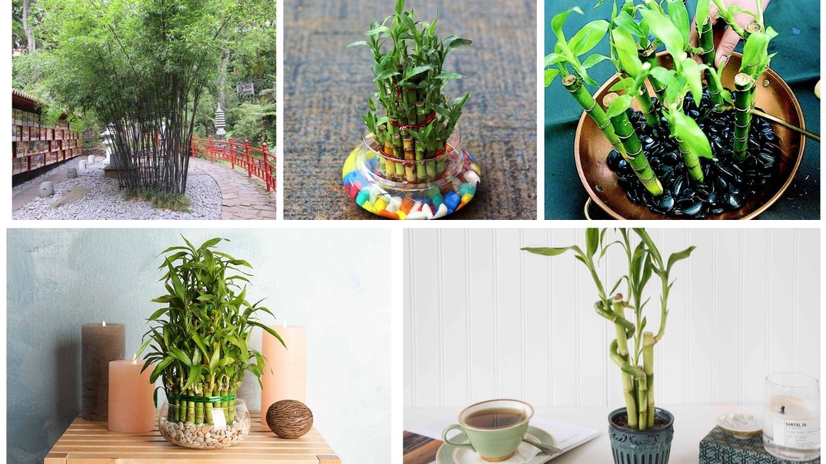 How to Grow Bamboo Plants for Elegant Landscaping