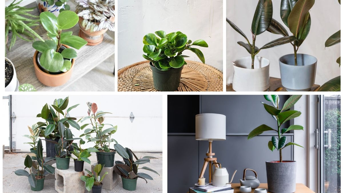 Beginner’s Guide to Rubber Plant Care