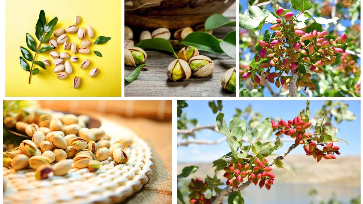 Step-by-Step Guide to Planting Pistachio Trees