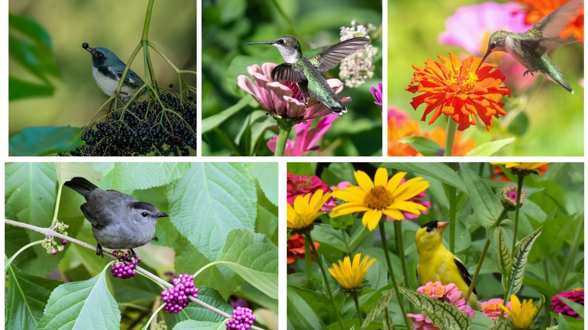 5 Shrubs That Attract Birds to Your Backyard