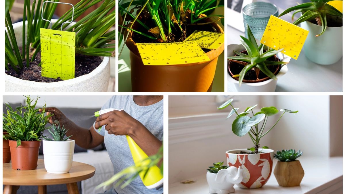 How to Eliminate Gnats in Potted Plants Naturally