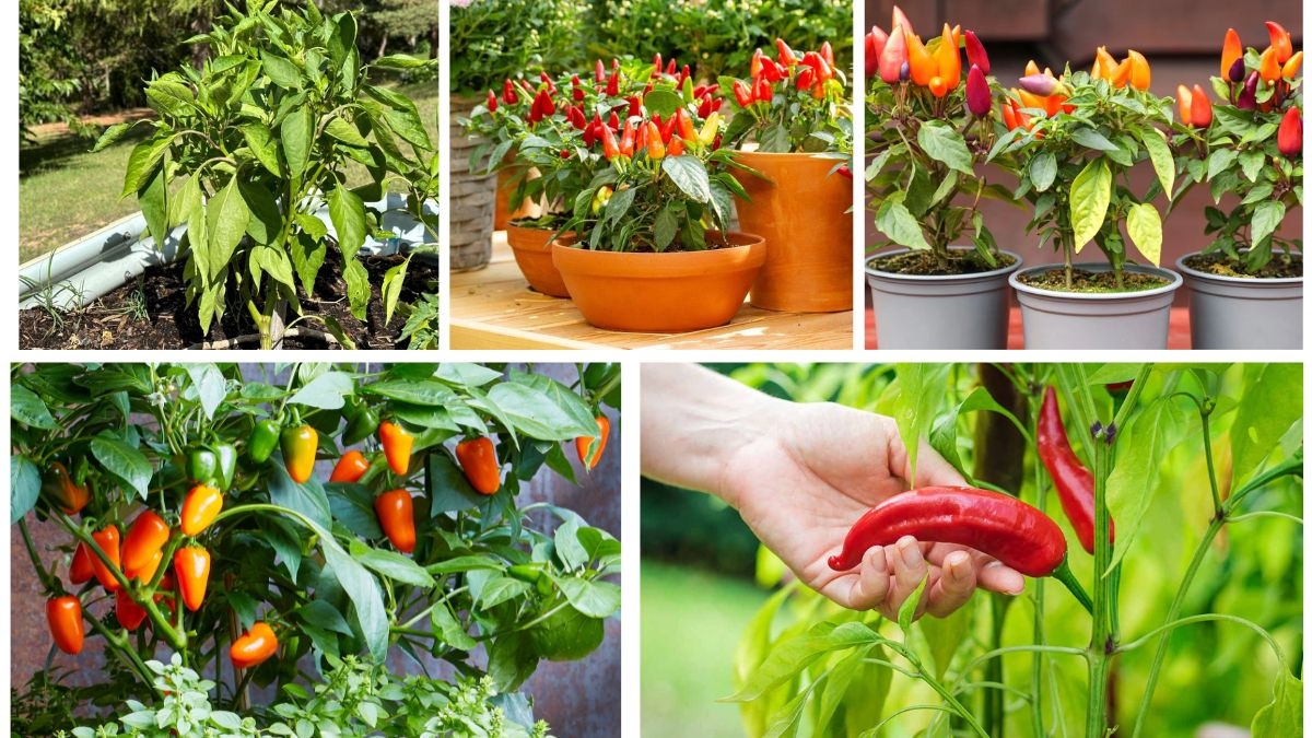How to Space Pepper Plants for Bigger Harvests