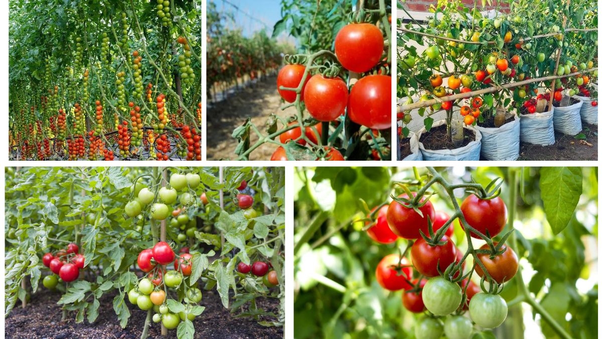 Growing Tomato Plants for Heavy Crops