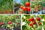 Growing Tomato Plants for Heavy Crops