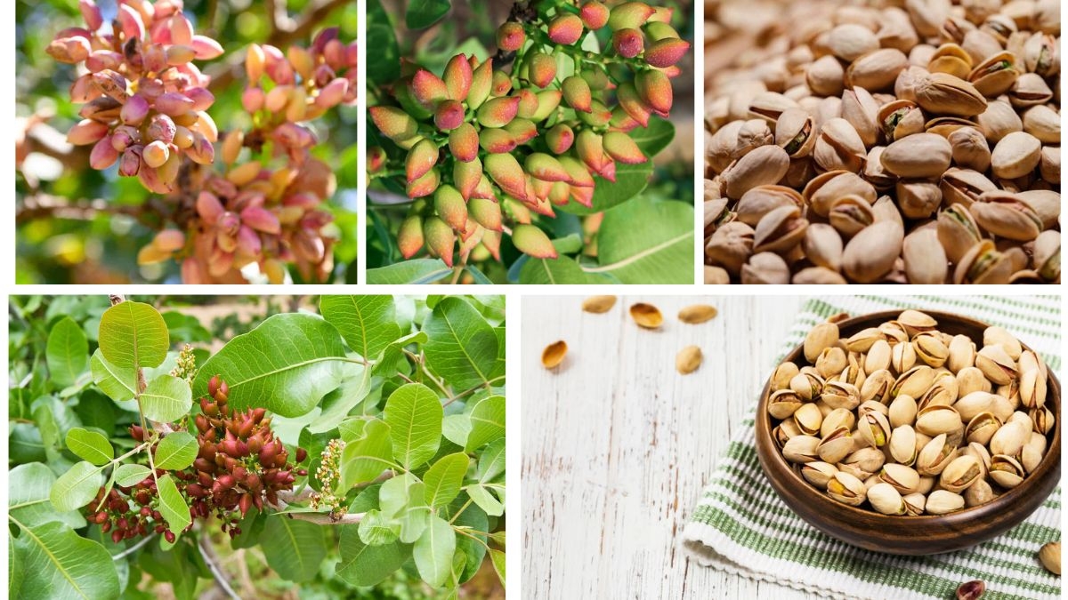 How to Grow Pistachio Trees from Seeds