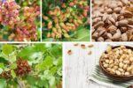 How to Grow Pistachio Trees from Seeds