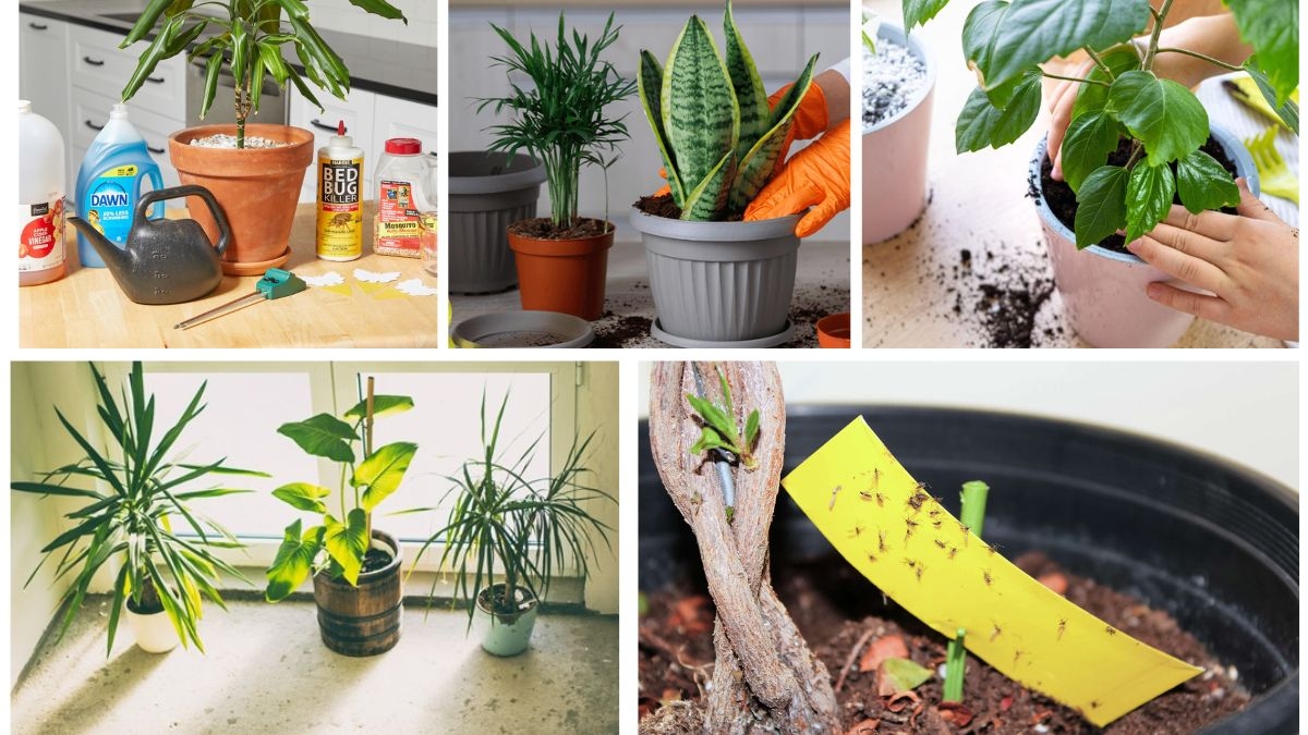 Natural Remedies to Eliminate Gnats on Plants