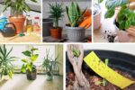 Natural Remedies to Eliminate Gnats on Plants