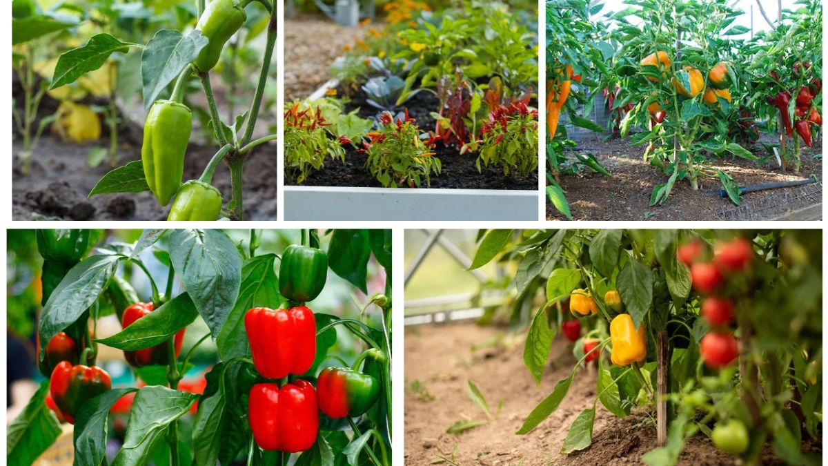 How to Space Pepper Plants for Better Growth