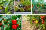 How to Space Pepper Plants for Better Growth