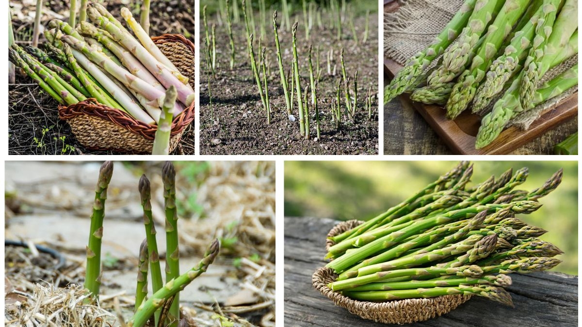 Growing Asparagus Plants for Fresh Spring Meals