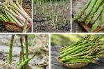 Growing Asparagus Plants for Fresh Spring Meals