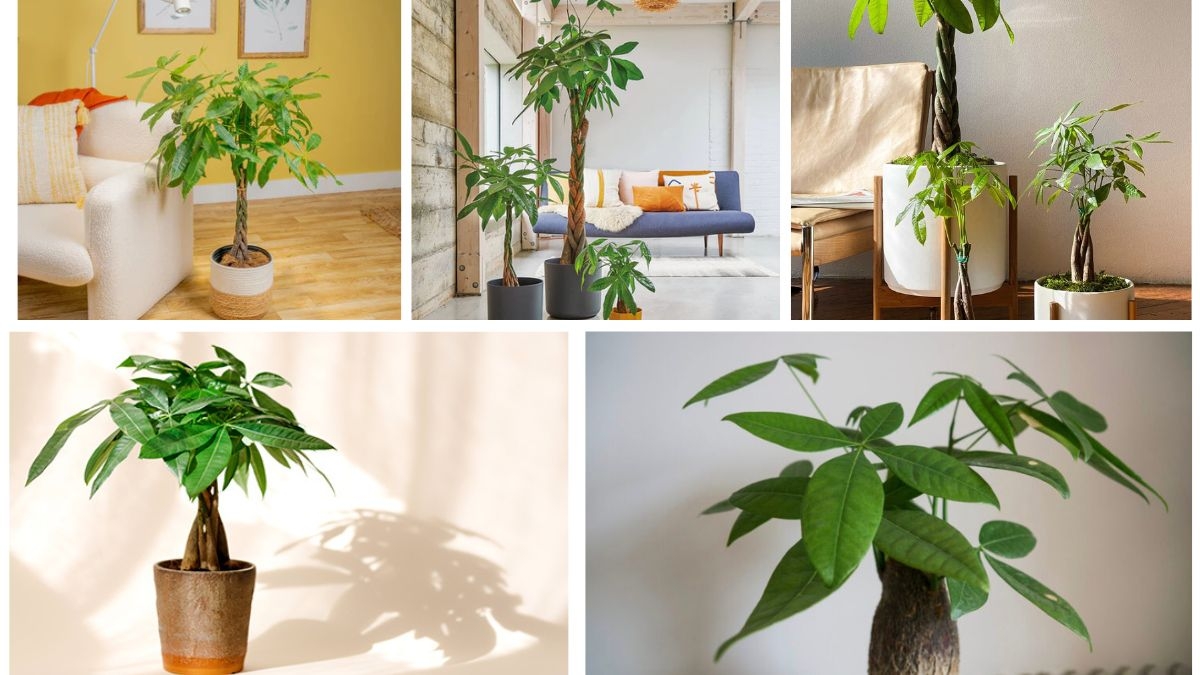 Unlocking Money Tree Magic: Care Rituals for Luck and Prosperity