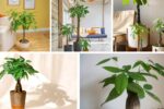 Unlocking Money Tree Magic: Care Rituals for Luck and Prosperity