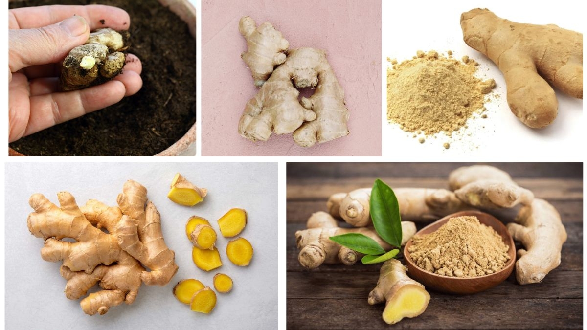 Spice Up Your Kitchen: Grow Fresh Ginger Right at Home