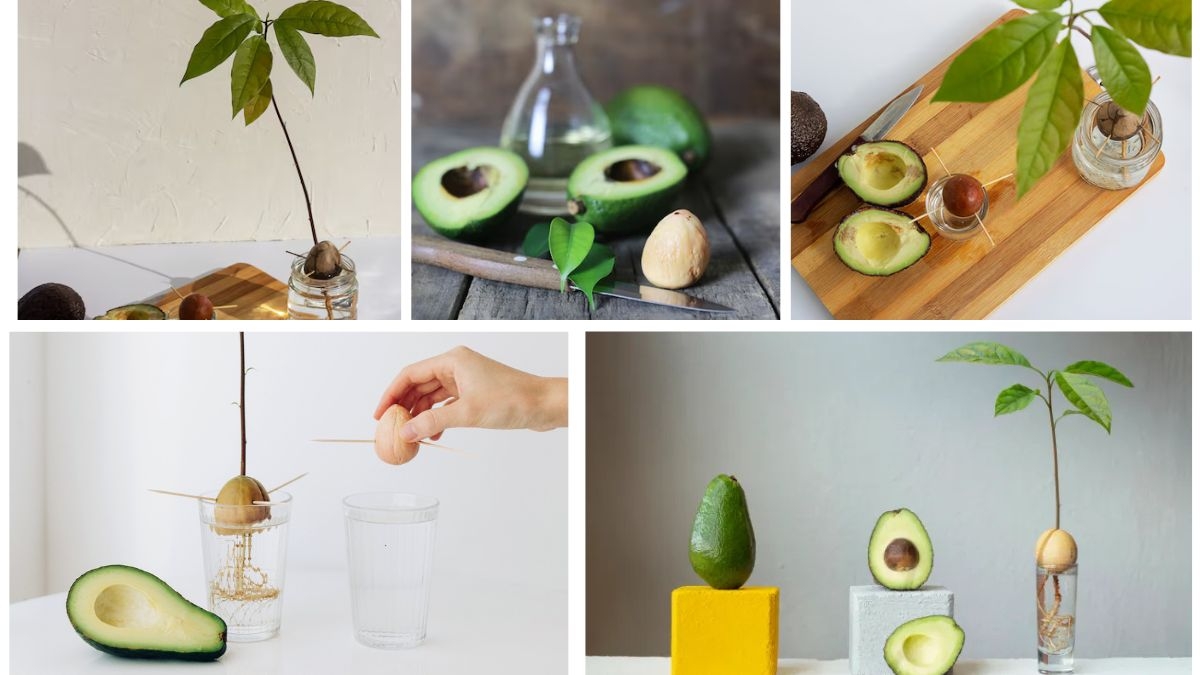 Avocado Diaries: How to Nurture a Seed into a Tree