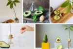 Avocado Diaries: How to Nurture a Seed into a Tree