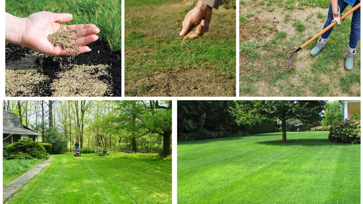Easy Lawn Fixes: Plant Grass Seed Over Old Lawns Like a Pro